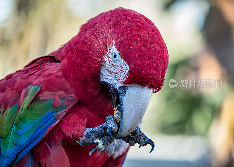 红色金刚鹦鹉，又名Arara vermelha -红色金刚鹦鹉进食水果的详细照片